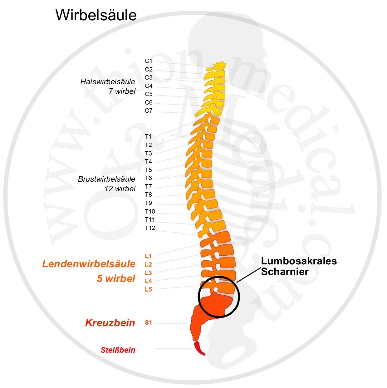 Diagramm der Wirbelsäule